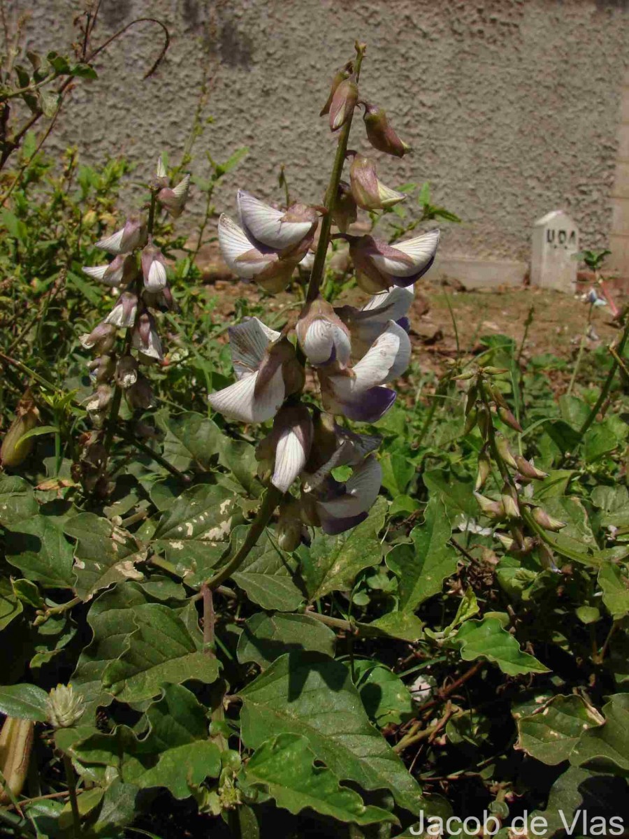 Crotalaria verrucosa L.